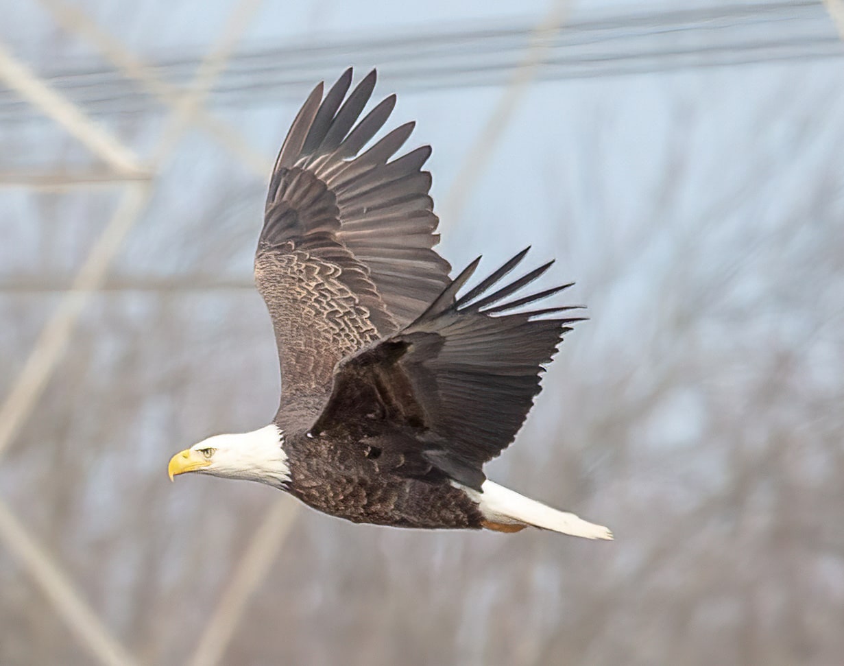 Corey Wesnitzer has an eagle eye for photographing nature
