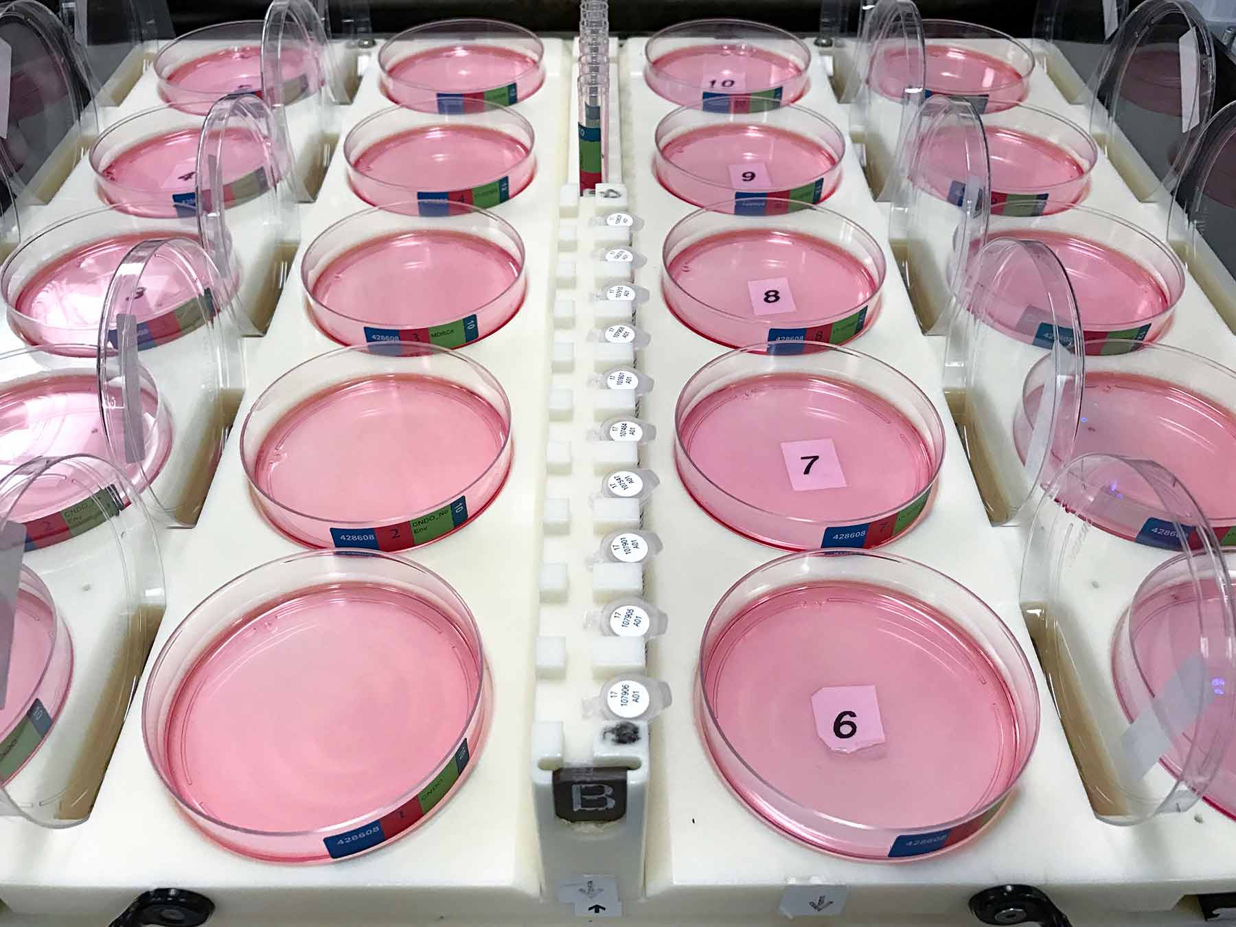 Petri Dish Transfer Plates